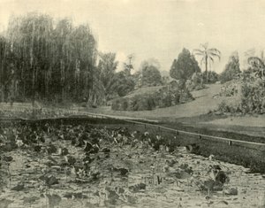 Lily Pond, Brisbane Botanical Gardens, 1901. od Unbekannt