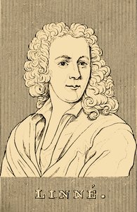 Linne, 1707-1778, 1830. od Unbekannt