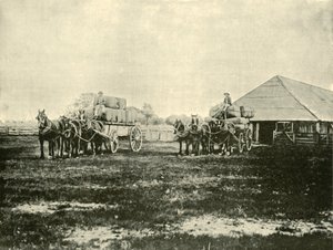 Loading Wool, Warrawooh Station, Wimmera, 1901. od Unbekannt