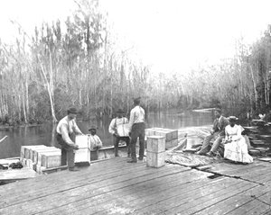 Nakládání pomerančů na řece Ocklawaha, Florida, USA, c1900. od Unbekannt