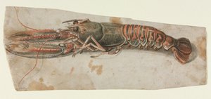 Humr, 1600s. od Unbekannt