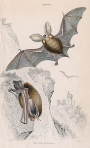 Netopýr ušatý Plectorus auritus, 1828 od Unbekannt
