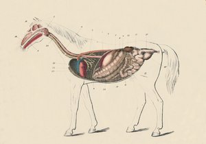 Podélný řez koně, c1879. od Unbekannt