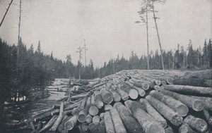 Dřevorubectví, 1924 od Unbekannt