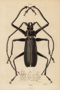 Macrotoma Hayesii brouk od Unbekannt