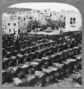 Výroba lahví vína, Hebron, c1900 od Unbekannt