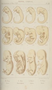 Embrya savců, 1905 od Unbekannt