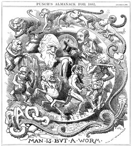 Člověk je jen červ, karikatura z Punch ukazující vývoj od červa k člověku, 1881 od Unbekannt