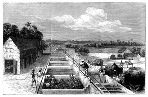 Výroba indiga v Tirhoot Muzaffarpur, Dolní Bengálsko, 1869 od Unbekannt