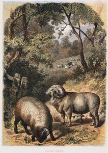 Merino ovce, c1860 od Unbekannt