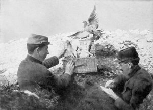 Poslí holubi jsou vypuštěni na frontu, první světová válka, 1915 od Unbekannt