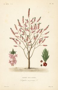 Mezereon neboli vavřín pryšec, Daphne mezereum, Daphne bois-gentil od Unbekannt