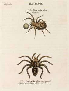 Mikroskopie od Unbekannt