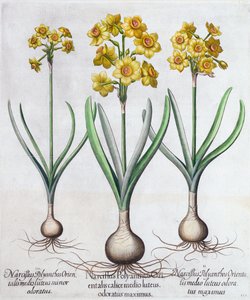 Narcis, 1613 od Unbekannt