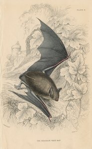 Natterers netopýr Myotis nattereri, 1828 od Unbekannt
