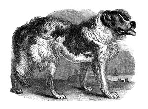 Novofundlandský pes, 1848 od Unbekannt