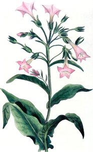 Nicotiana tabacum - rostlina tabáku, 1823 od Unbekannt