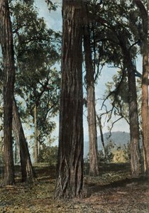 Nová Guinea. Le Bois De Fer, Papua Nová Guinea - Ironwood Trees, 1900. od Unbekannt