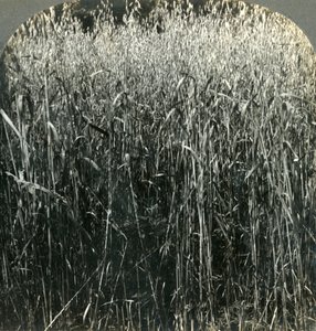 Oats Growing, Pennsylvania, USA, 1903. od Unbekannt