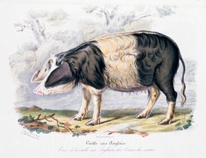 Staré anglické plemeno prasat, 1842 od Unbekannt