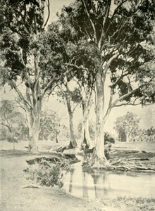 Old Gums, Mt. Crawford, Jižní Austrálie, 1901. od Unbekannt
