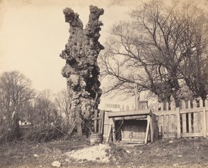 Starý strom poblíž Chathamu, 1850. od Unbekannt