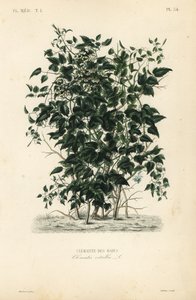 Vousy starého muže a radost cestovatelů, Clematis vitalba, Clematite des haies od Unbekannt
