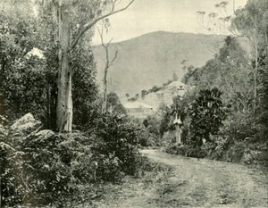 Na Illawarra Road, N.S.W., 1901. od Unbekannt