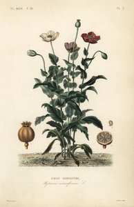 Mák setý, Poppy somniferum, Pavot somnifere od Unbekannt