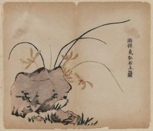 Orchidej na skalách, 18. století. od Unbekannt