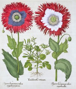 Okrasné máky, 1613 od Unbekannt