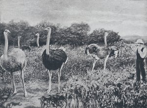 Pštrosi, 1924 od Unbekannt