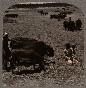 Kukuřice na šlapání volů, c1900 od Unbekannt
