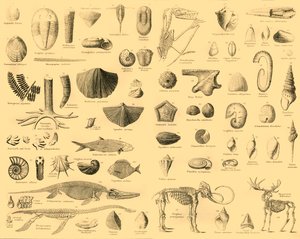 Paleontologie, c1910. od Unbekannt