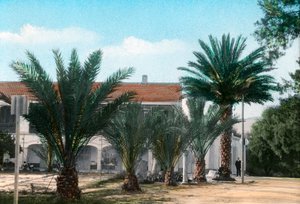 Palmy, Hammam Meskoutine, Alžírsko od Unbekannt
