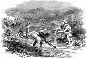 Rýžování zlata během kalifornské zlaté horečky v roce 1849 od Unbekannt