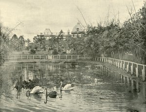 Papyrus Pond, Brisbane Botanical Gardens, 1901. od Unbekannt