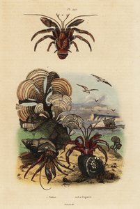 Řasa paví ocasní, Padina pavonica 1, poustevník obecný, Pagurus bernhardus 2, poustevník modrooký, Paragiopagurus diogenes 3 a Pagurus alatus 4 od Unbekannt