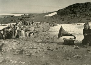 Tučňáci poslouchají gramofon v létě 1908, 1909 od Unbekannt