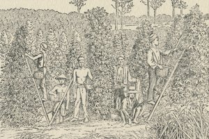 Pepper Plantation, 1924 od Unbekannt