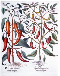 Peppers, 1613 od Unbekannt