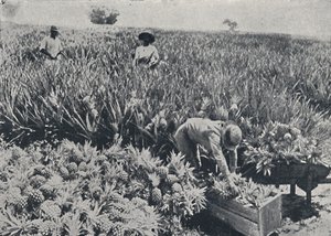 Pine-Apple Field, Queensland, 1923. od Unbekannt