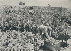 Pine-Apple Plantation, 1916 od Unbekannt