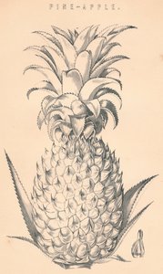 Pine-Apple, c19. století. od Unbekannt