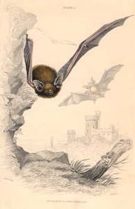 Pipistrelle netopýr Pipistrellus pipistrellus, 1828 od Unbekannt