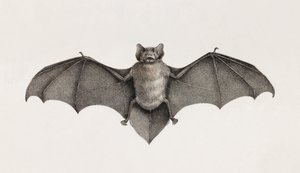 Netopýr Pipistrelle, netopýři v Egyptě od Unbekannt
