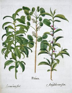 Pistáciový ořech, bobkový strom Laurus Nobilis a mandle, 1613 od Unbekannt