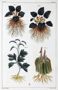 Plantes medicales, Čína od Unbekannt