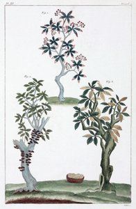 Plantes medicales, Čína od Unbekannt