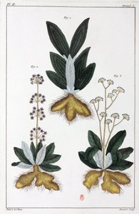 Plantes medicales, Čína od Unbekannt